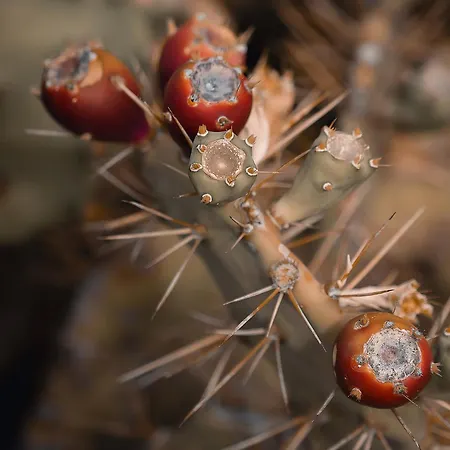 Teide Y Mar Tacoronte